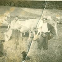 Legeltetés a tehenészetben